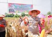 Gelorakan Swasembada Pangan Kapolres Jember Ikut Panen Raya dan Tanam Jagung di Lojejer