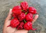 Dinas Ketahanan Pangan dan Pertanian Kota Madiun mengembangkan Carolina Reaper, Cabai Terpedas di Dunia.