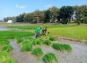 Semangat Ketahanan Pangan, Babinsa Panceng Tanam Padi Bersama Petani Binaan