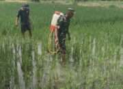 Pendampingan Babinsa Kepada Petani Binaan Dukung Ketahanan Pangan Nasional