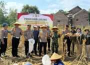 Menuju Swasembada Pangan, Kapolres Trenggalek Bersama Warga Panen Raya Jagung