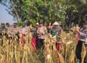 Panen Jagung di Desa Lemujut Krembung Dukung Program Ketahanan Pangan