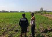 Upaya Polsek Tarik Dorong Program Ketahanan Pangan, Bhabinkamtibmas Dampingi Petani