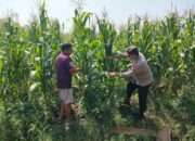 Bhabinkamtibmas Desa Bulang Pantau Perkembangan Tanaman Jagung Dukung Ketahanan Pangan