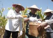 Sinergi Bupati dan Kapolresta Sidoarjo Sukseskan Panen Raya Jagung Program Polri Kuartal III 2025