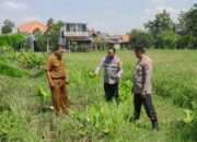 Kapolsek Sukodono Tinjau Lahan Bumdes Bangsri Dukung Program Ketahanan Pangan Nasional