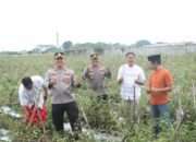 Kapolres Nganjuk Tinjau Panen Raya Tomat Dukung Program Ketahanan Pangan dan MBG