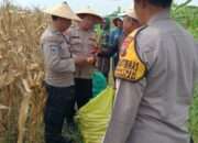 Polsek Tulangan dan Petani Gelar Panen Jagung di Lahan Produktif Desa Pangkemiri