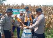 Polsek Balongbendo Panen Jagung bersama Ponpes Mambaul Ulum