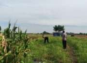 Persiapan Masa Panen, Polsek Tanggulangin Cek Lahan Jagung Desa Kedensari