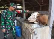 Babinsa Balongpanggang Dorong Peternakan Sapi Ramah Lingkungan di Kedungpring