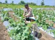 Polsek Tarik Monitoring Ketahanan Pangan Petani Melon di Desa Gampingrowo