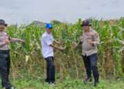 Sinergitas Dukung Ketahanan Pangan Melalui Tanam Jagung di Desa Seduri