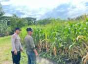 Bhabinkamtibmas Polsek Taman Cek Lahan Jagung dan Berdialog dengan Warga