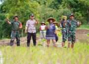 Satgas TMMD Ke 127 Bersama Warga Laksanakan Penanaman Padi Dukung Ketahanan Pangan Di Desa Krisik