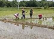 Dedikasi Tanpa Batas, Babinsa Tambelangan Dampingi Petani Tanam Padi MT-2 Demi Ketahanan Pangan