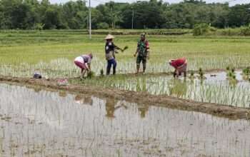 Dedikasi Tanpa Batas, Babinsa Tambelangan Dampingi Petani Tanam Padi MT-2 Demi Ketahanan Pangan