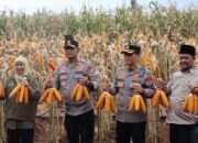 ‎Kapolda Jatim dan Gubernur Panen Jagung di Green Farm Banyuwangi Penuhi Target Swasembada Pangan‎