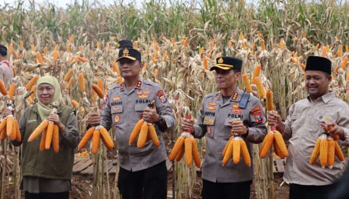 ‎Kapolda Jatim dan Gubernur Panen Jagung di Green Farm Banyuwangi Penuhi Target Swasembada Pangan‎