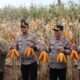‎Kapolda Jatim dan Gubernur Panen Jagung di Green Farm Banyuwangi Penuhi Target Swasembada Pangan‎