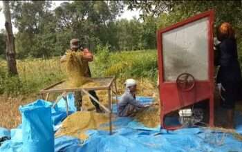 Tangan Tulus di Tengah Sawah: Babinsa Sreseh Hadir Menguatkan Ketahanan Pangan Desa Junok