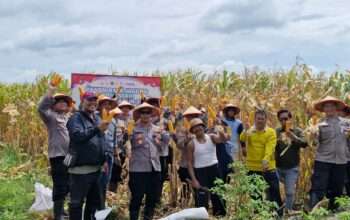 Polsek Balongbendo Panen Raya Jagung Dukung Ketahanan Pangan Nasional