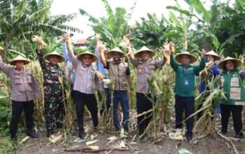 Dukung Asta Cita, Polres Pelabuhan Tanjung Perak Panen 1,6 Ton Jagung di Tambak Wedi