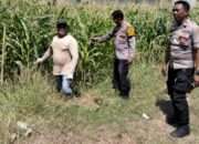 Polsek Tulangan Tinjau Lahan Jagung di Desa Kajeksan, Dukung Swasembada Pangan