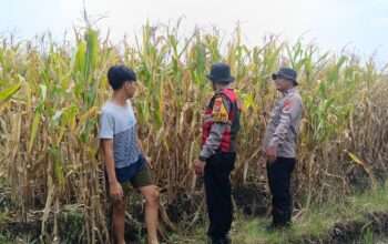 Cek Lahan Jagung Siap Panen di Balongbendo Sidoarjo, Dukung Swasembada Pangan 2026