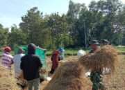 Di Hamparan Emas Banjar Talela, Babinsa Hadir Menguatkan Tangan Petani