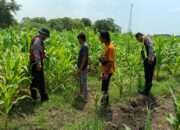 Dorong Swasembada Pangan, Polisi Tinjau Lahan Jagung Siap Panen di Balongbendo