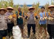 Wujudkan Ketahanan Pangan, Polsek Balongbendo Panen Jagung di Desa Wonokupang