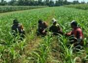 Polresta Sidoarjo Dorong Swasembada Pangan, Pantau Perkembangan Tanaman Jagung di Balongbendo