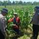 Dukung Ketahanan Pangan, Polsek Balongbendo bersama Petani Optimalkan Tanaman Jagung