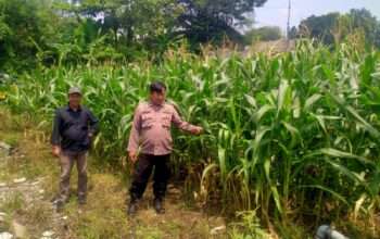 Polresta Sidoarjo Dorong Swasembada Pangan, Bhabinkamtibmas Turun Langsung Cek Lahan Jagung Petani