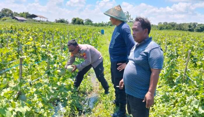 Polresta Sidoarjo Dorong Swasembada Pangan, Lahan Melon di Prambon Siap Panen