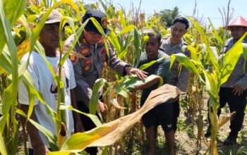 Optimalkan Swasembada Pangan, Polsek Prambon Masifkan Pengelolahan Tanaman Jagung