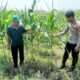 Optimalisasi Program Ketahanan Pangan, Polsek Prambon Dampingi Petani Jagung